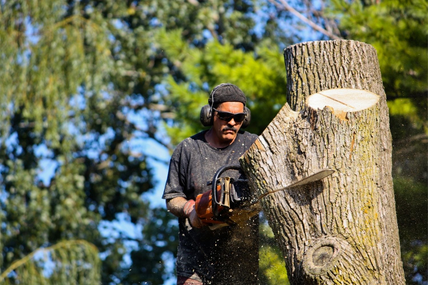 Does Homeowners Insurance Cover Tree Removal