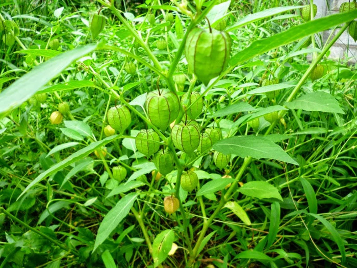 berries to plant in containers