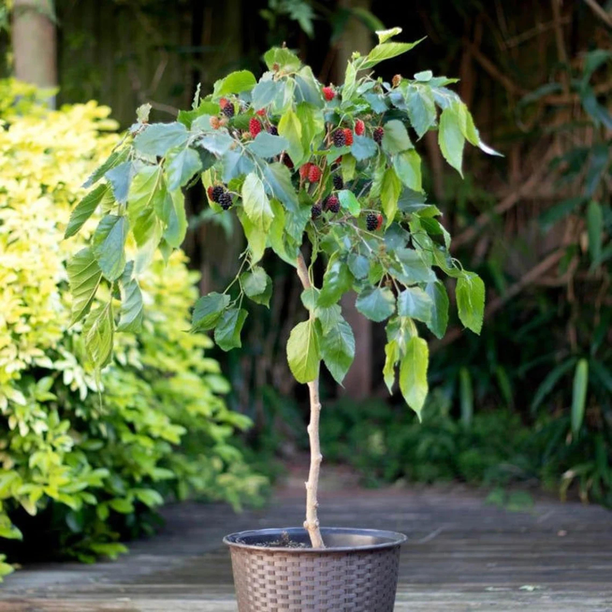 berries to grow in containers