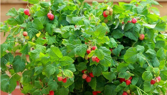 berries to grow in containers