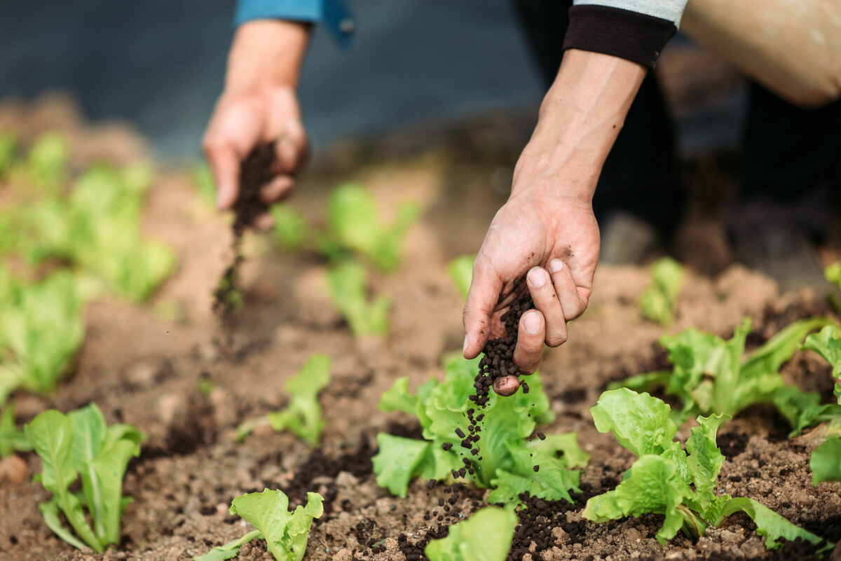 Soil aeration composting and fertilizing