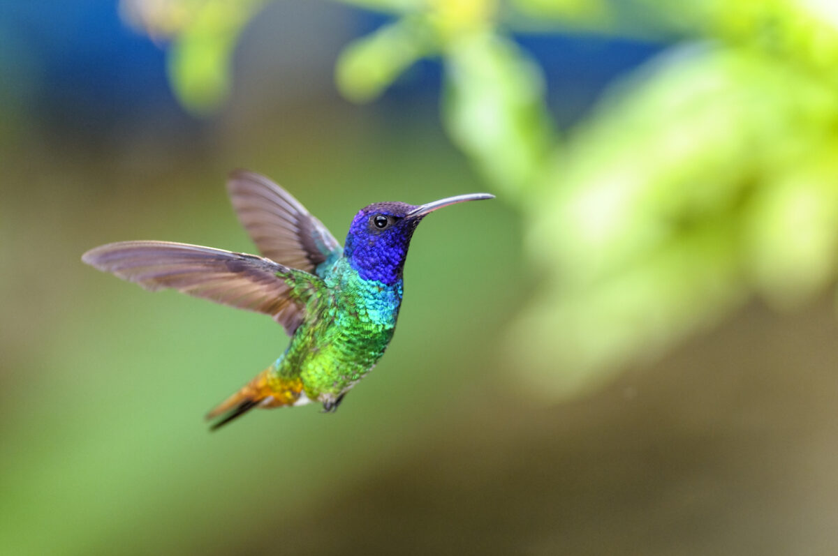 hummingbird facts