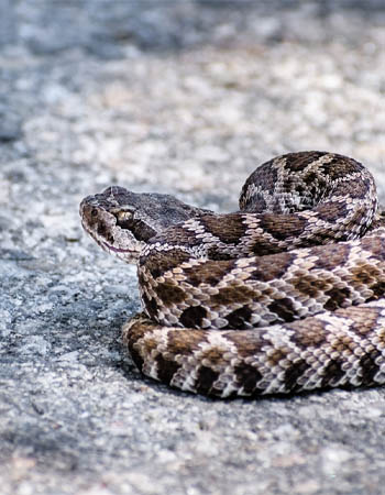 How to Get Rid of Rattlesnakes