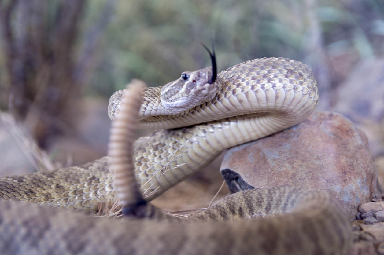 Arizona Man Finds 20 Rattlesnakes Making Spine-Chilling Noise