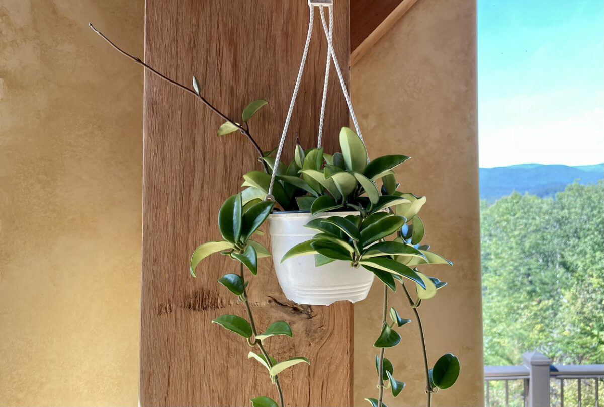 hoya plant care