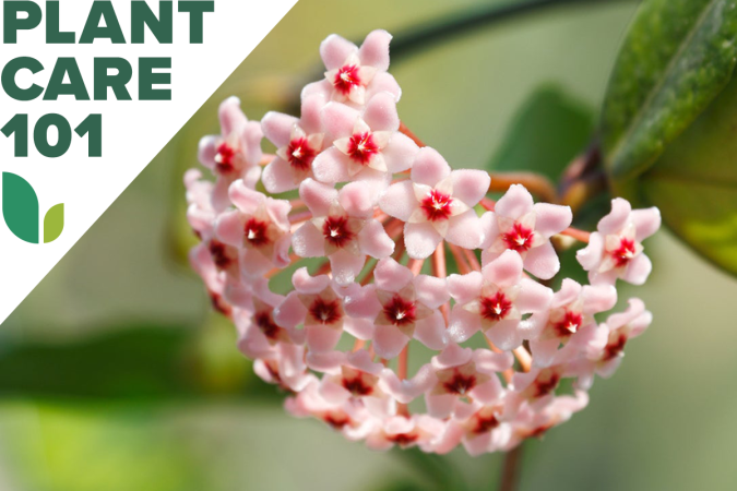 hoya plant care 101 - how to grow hoya plant indoors