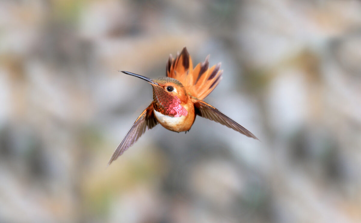 hummingbird facts