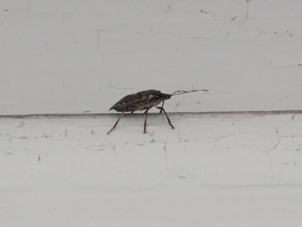 A brown stink bug on the side of a house