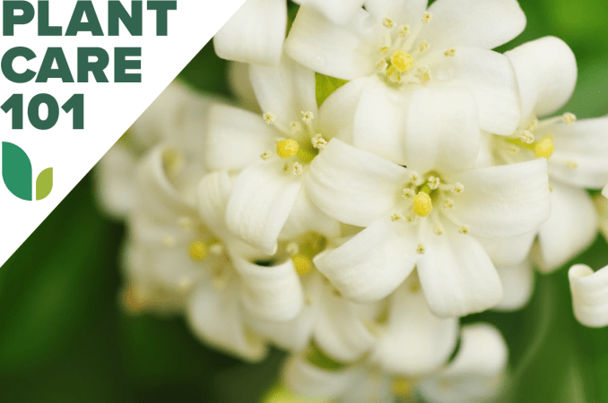 jasmine plant care 101 - how to grow jasmine indoors