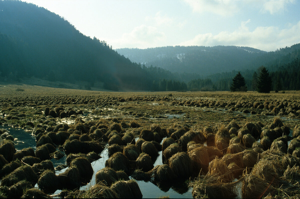 Peat Moss vs. Coco Coir