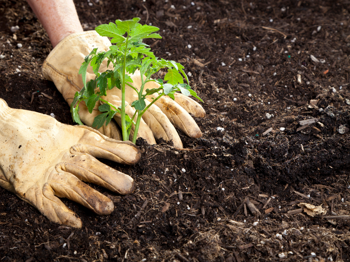 plant tomatoes sideways