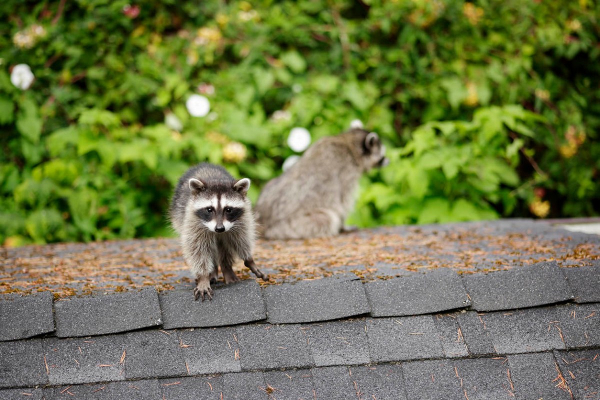 Two raccoons sit on top of a roof.