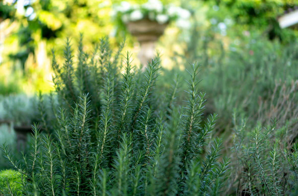 fragrant plants