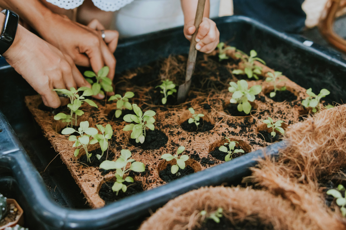 coco coir vs peat moss