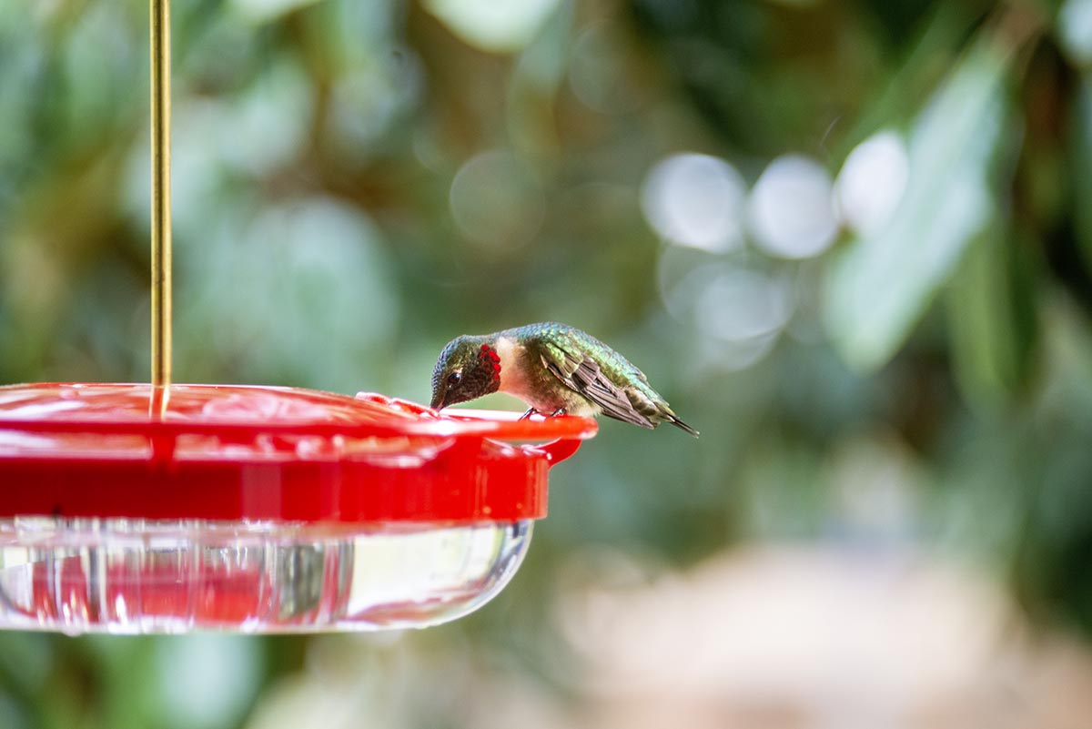 Hummingbird drinking from a hummingbird feeder