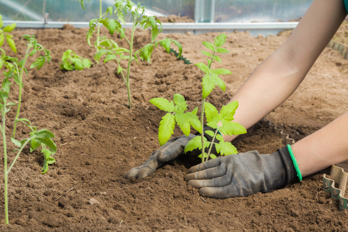 plant tomatoes sideways