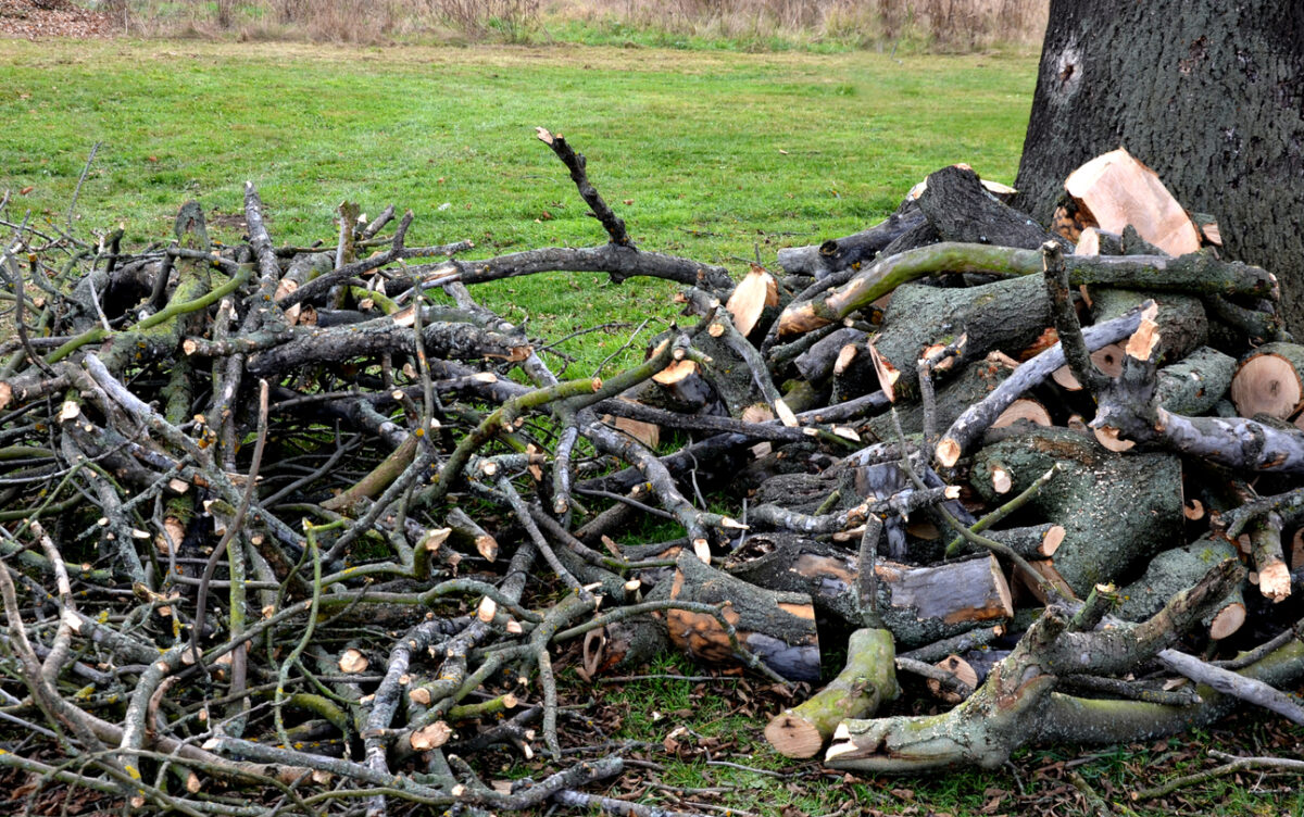 tree removal wood uses