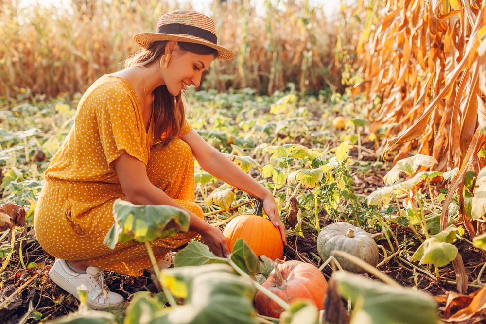 The Best Fertilizer for Pumpkins Options