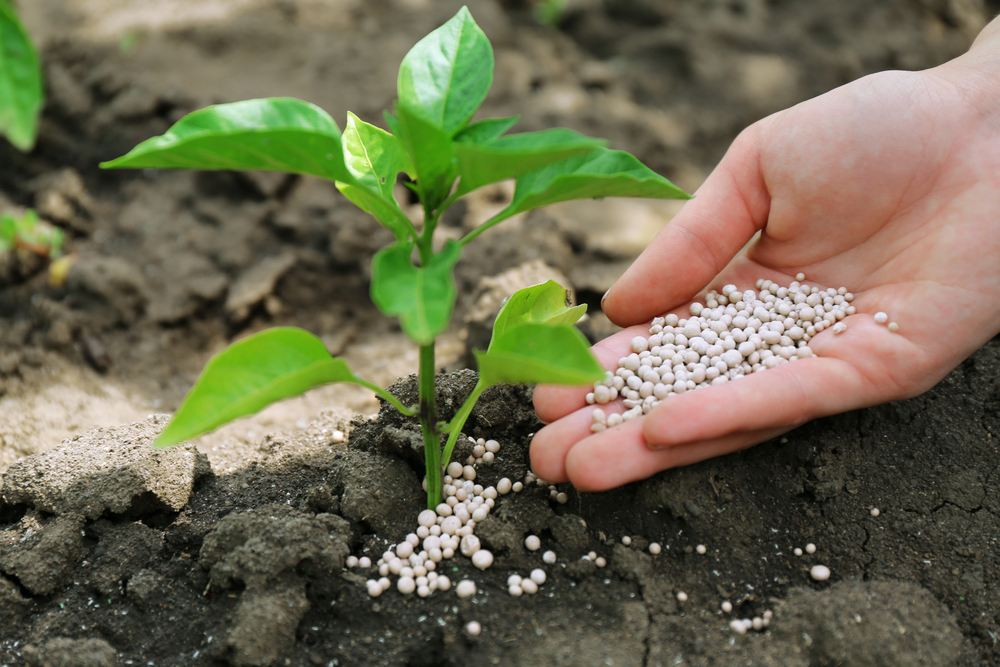 The Best Fertilizer for Pumpkins Options