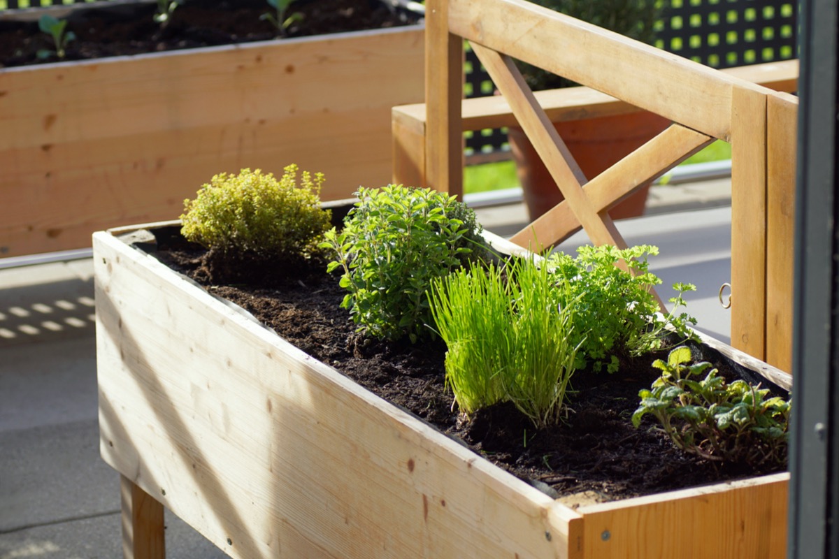 best wood for raised garden beds