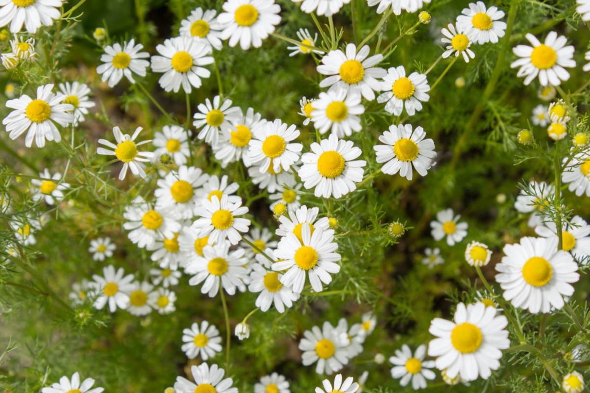 fragrant plants