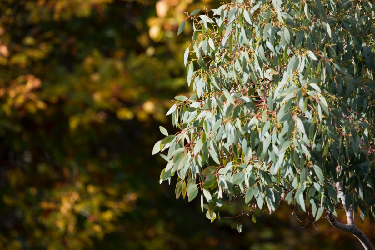 fragrant plants