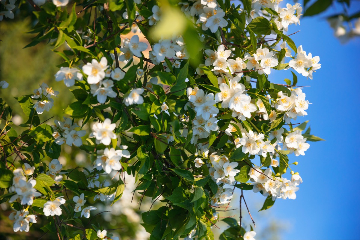 fragrant plants