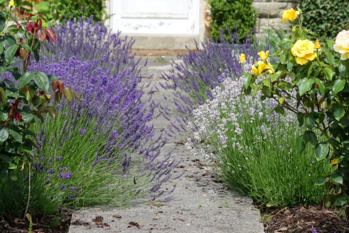 fragrant plants