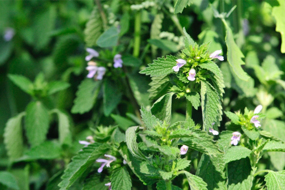 fragrant plants