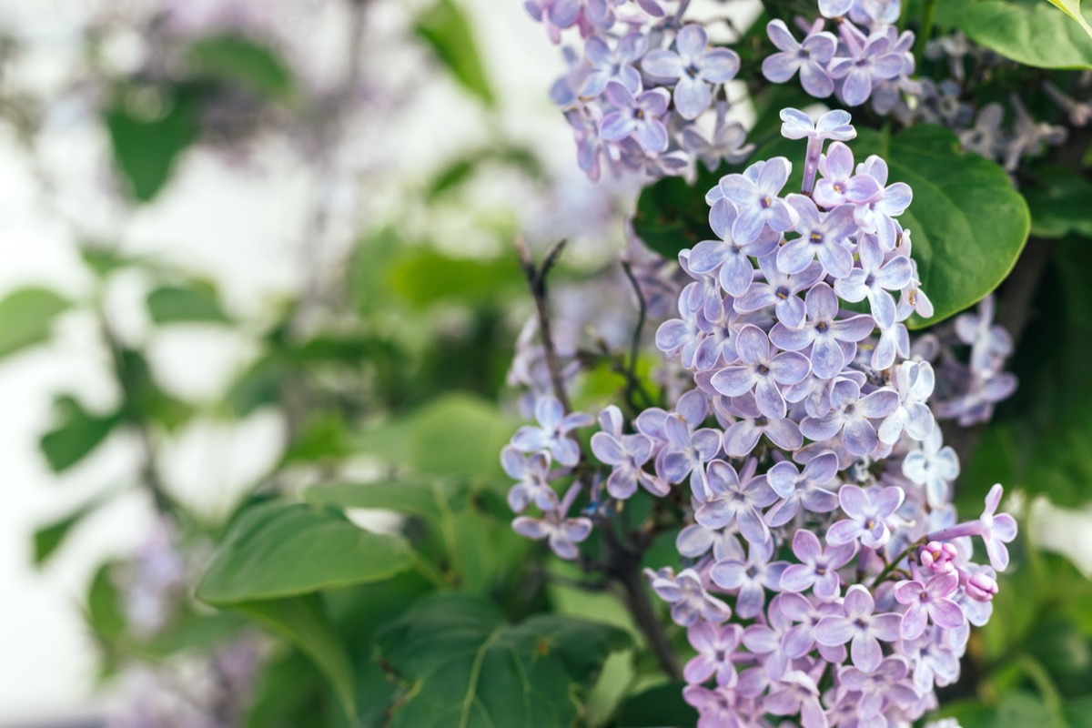 fragrant plants