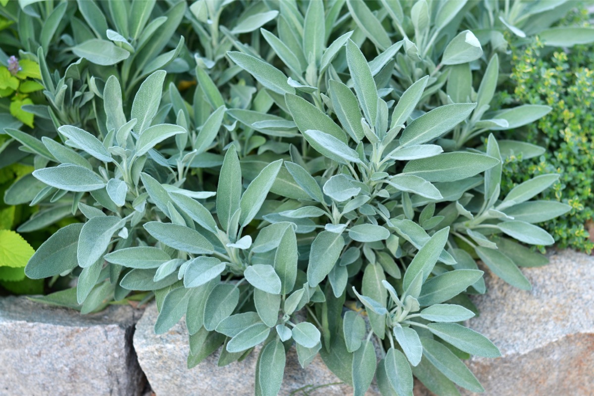 fragrant plants