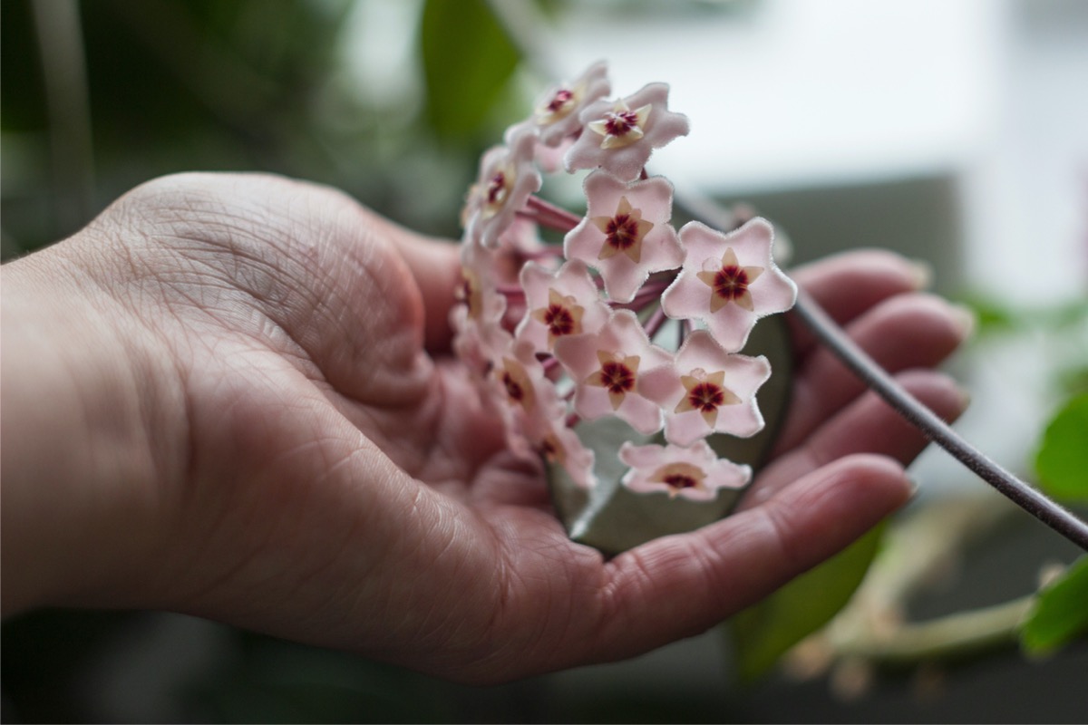 hoya plant care