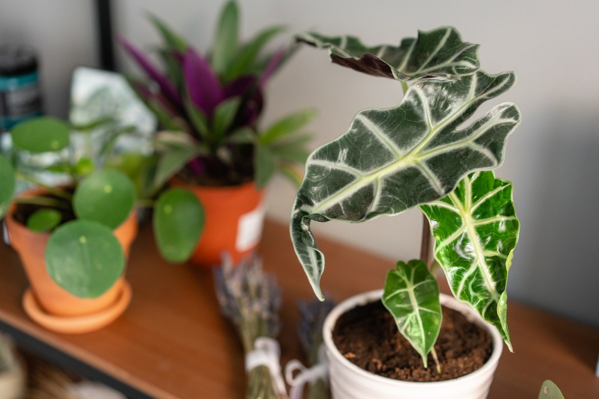 Alocasia Care 101 - Bob Vila