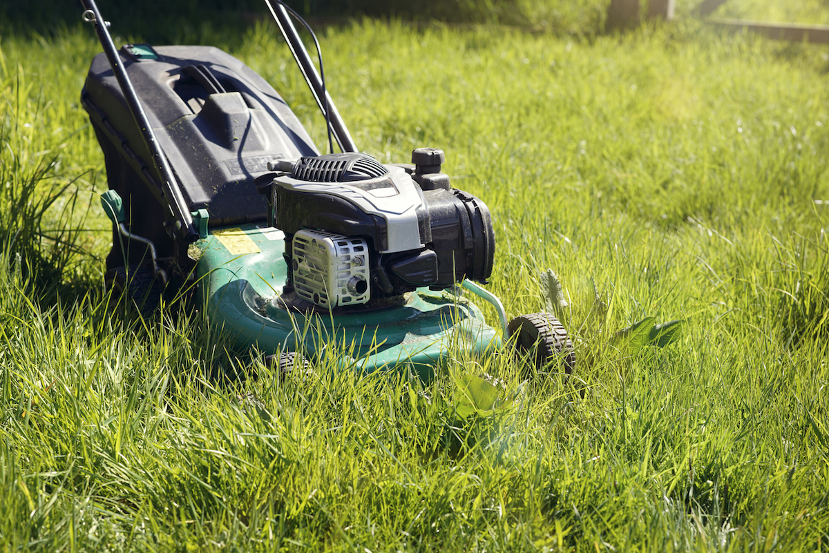 No Mow May: 8 Reasons to Let Your Lawn Grow This Month - Bob VIla