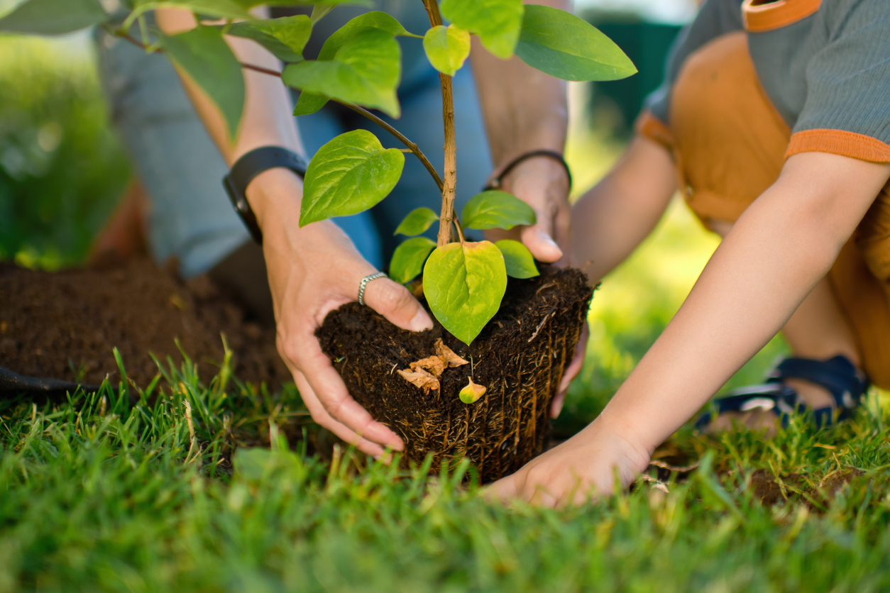 Adult and child planting a tree