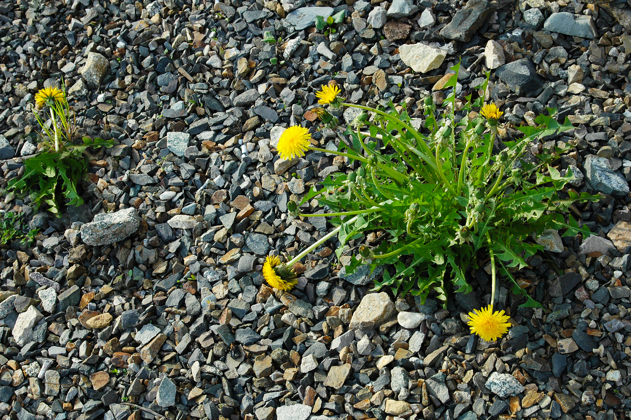 The Best Weed Killer For Gravel Options