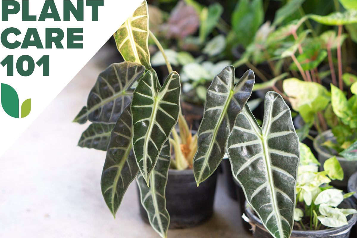 alocasia plant care 101 - how to grow alocasia indoors