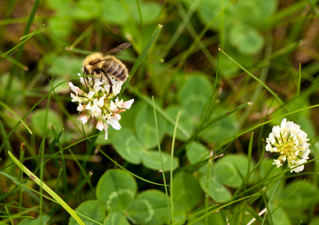 3 Good Reasons Why You Shouldn’t Kill Clover in Your Yard - Bob Vila