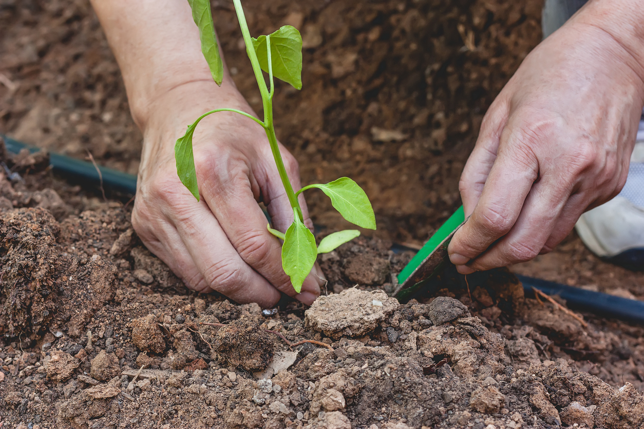 8 Planting Mistakes