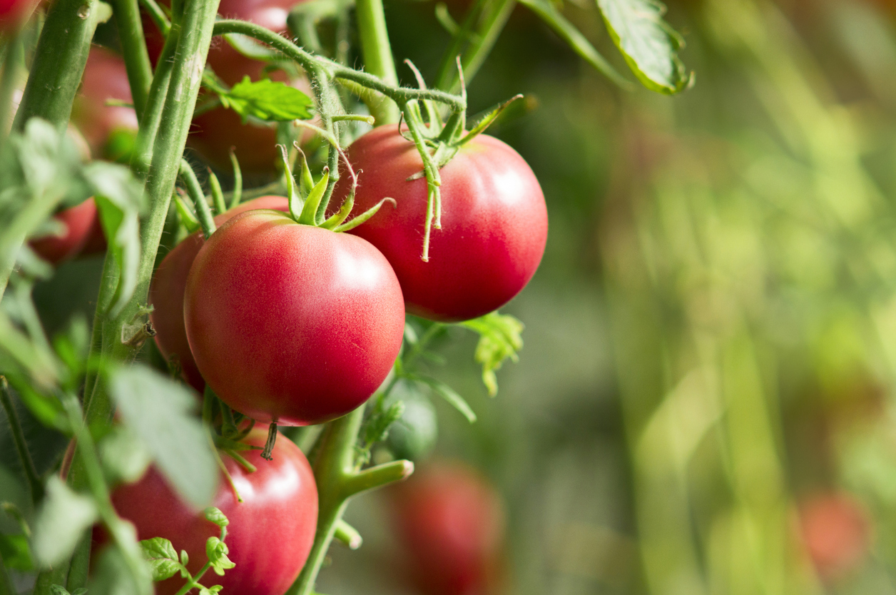 planting tomato plants sideways