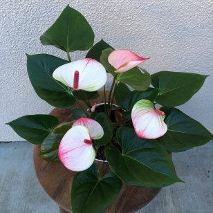 Anthurium Care 101 - Bob Vila