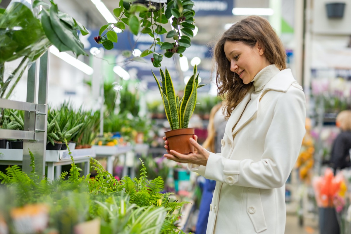 inspect houseplants