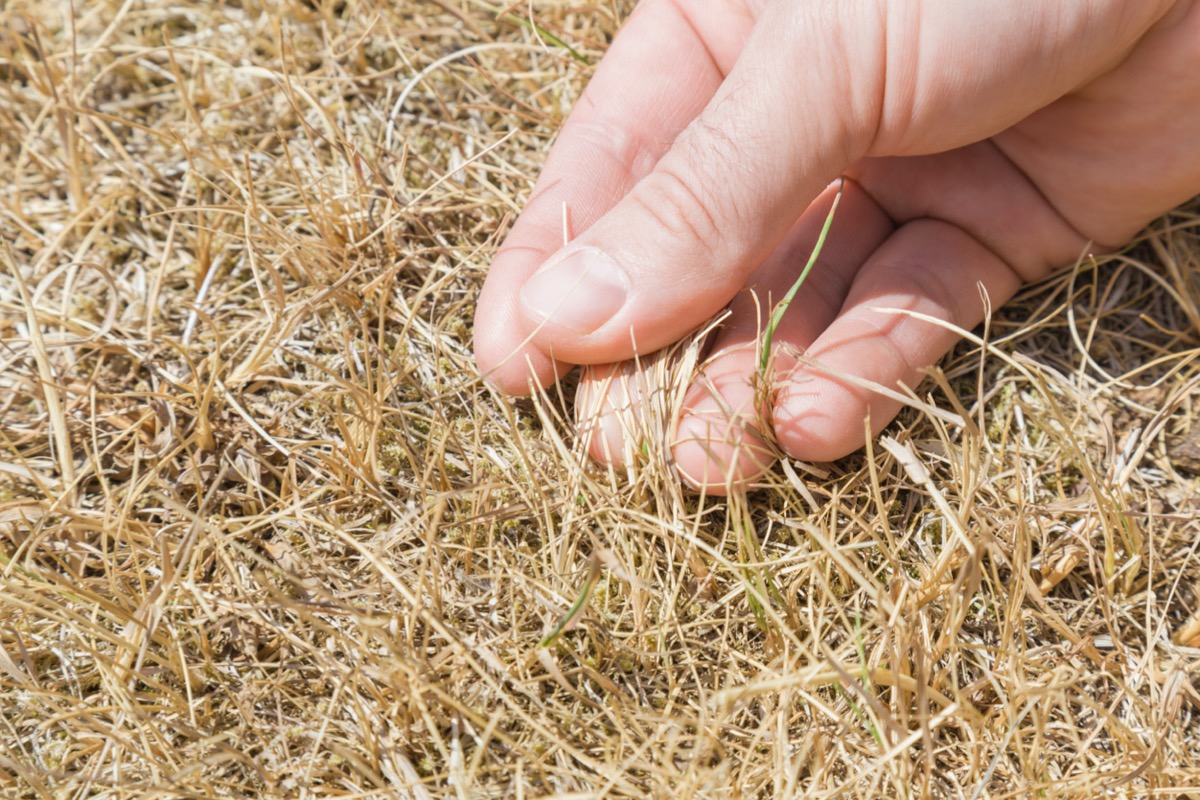 lawn care