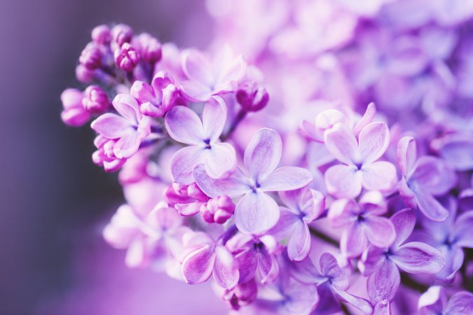 lilac varieties