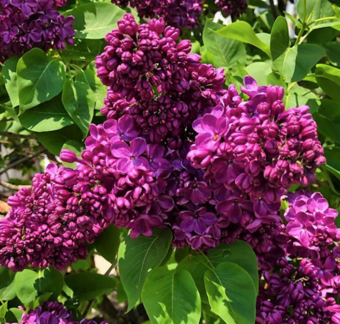 The 20 Best Lilac Varieties to Grow in Your Yard - Bob Vila