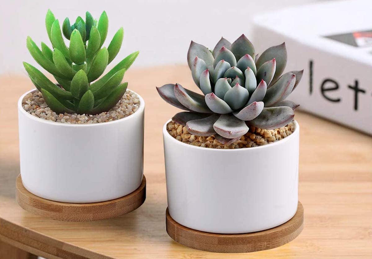 succulent pots