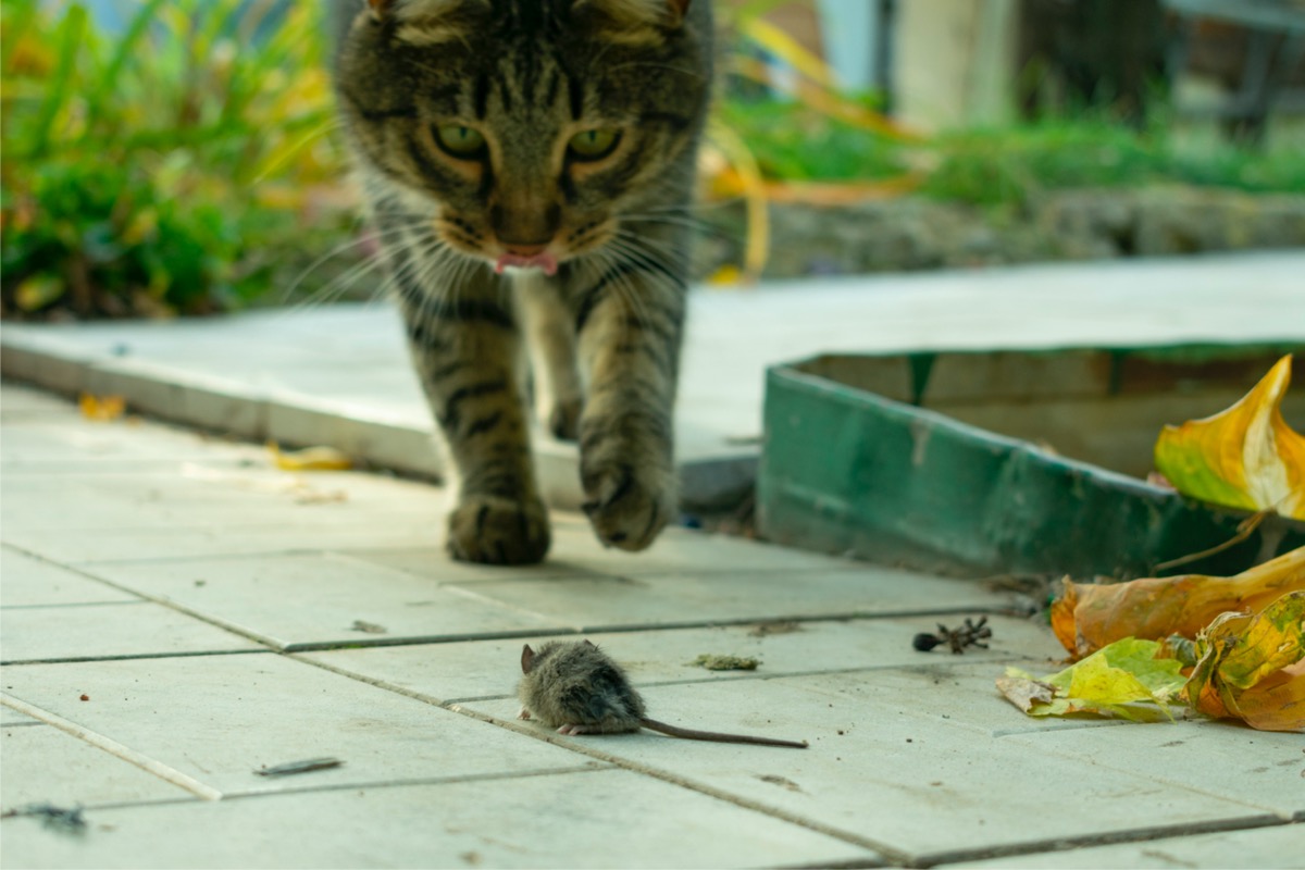 11 Pests That Pose a Threat to Your Pets - Bob Vila