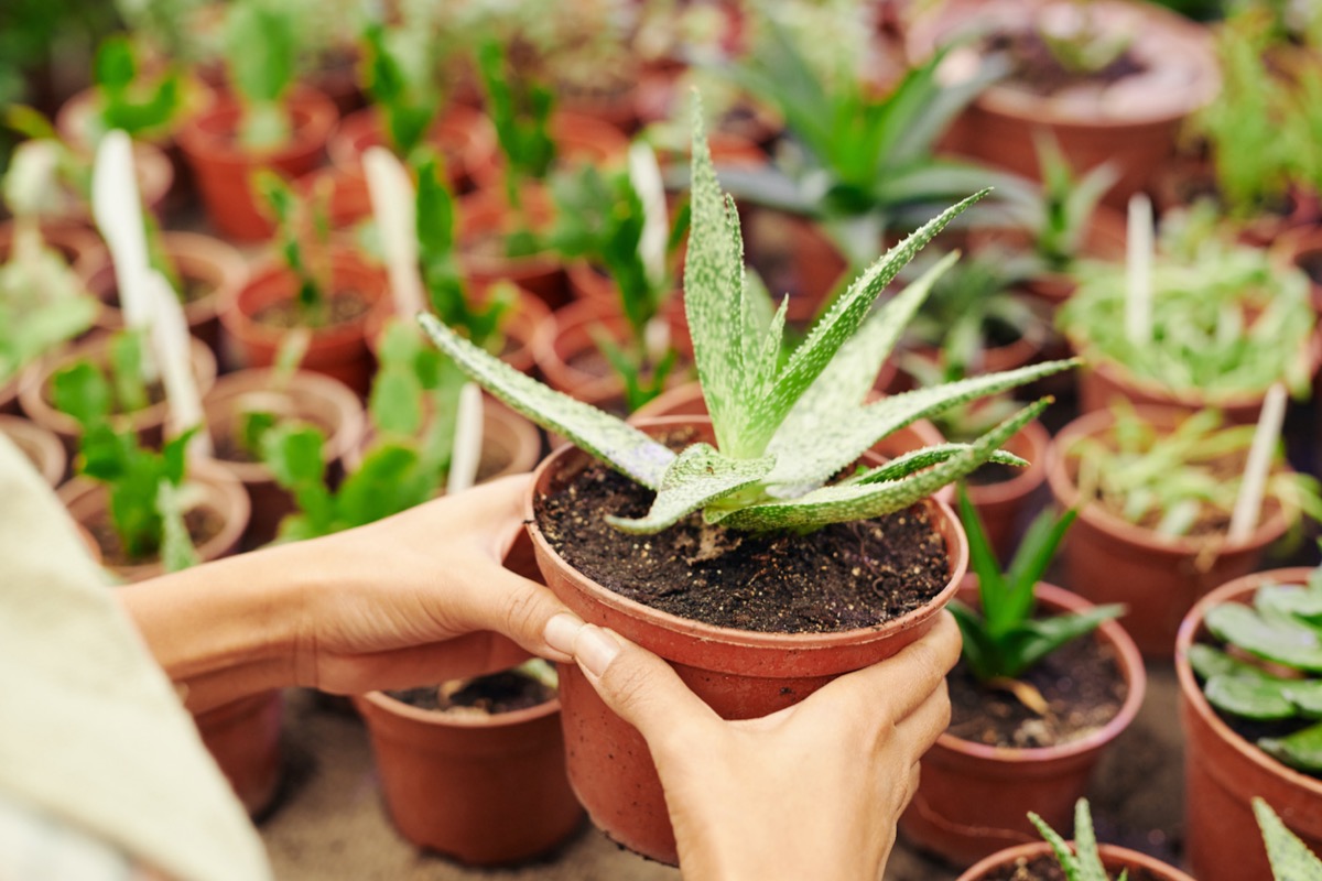 inspect houseplants for pests