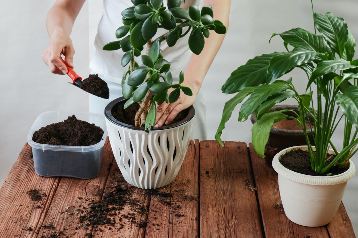 inspect houseplants for pests