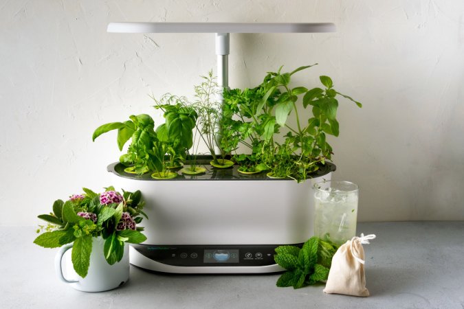 things you can grow in an aerogarden